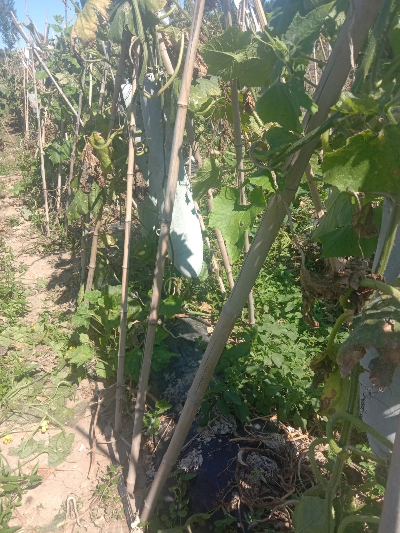 白皮冬瓜基地直供，小冬瓜，一站式服务，精品白皮吊冬瓜