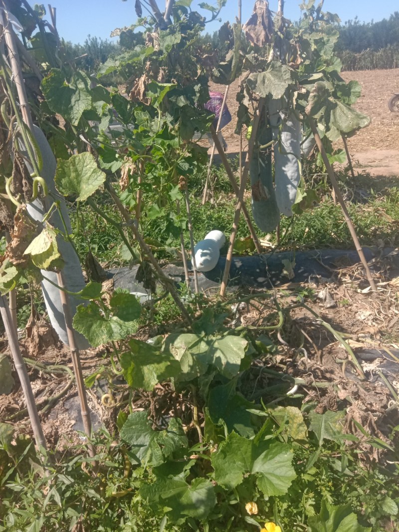 白皮冬瓜基地直供，小冬瓜，一站式服务，精品白皮吊冬瓜