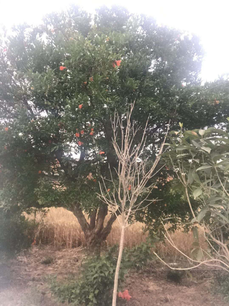 陕西西安临潼古桩石榴树各种规格独杆丛生果石榴花石榴