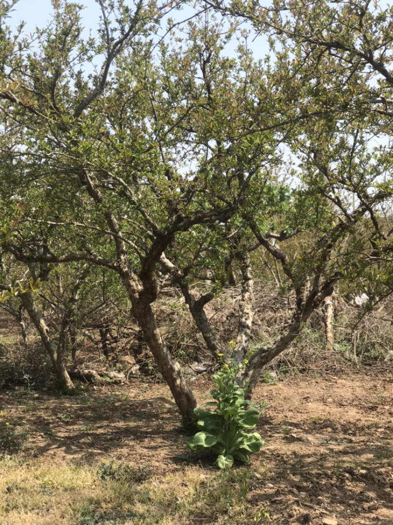 陕西西安临潼古桩石榴树各种规格独杆丛生果石榴花石榴