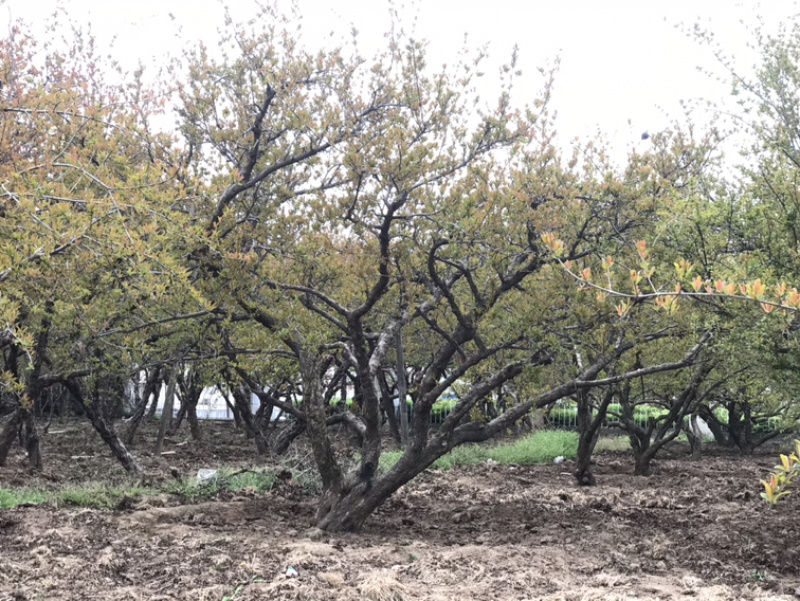 陕西西安临潼古桩石榴树各种规格独杆丛生果石榴花石榴