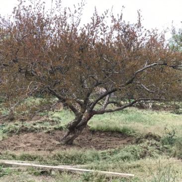 陕西西安临潼古桩石榴树各种规格独杆丛生果石榴花石榴