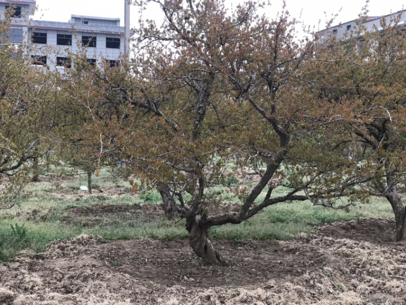 陕西西安临潼古桩石榴树各种规格独杆丛生果石榴花石榴