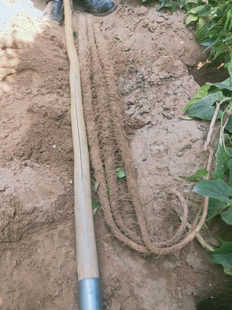 千亩正宗沙土卢土铁棍山药