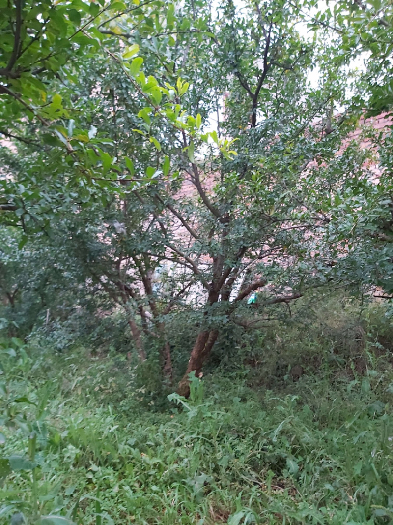 丛生石榴树陕西西安别墅庭院各种规格大小