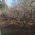 丛生石榴树陕西西安别墅庭院各种规格大小