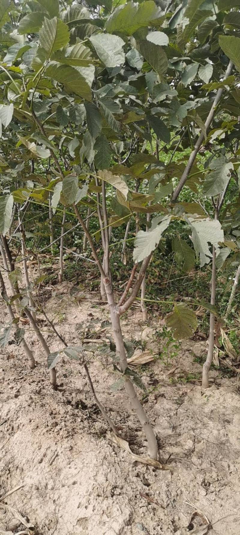 六至十公分核桃树，能占地的核桃树，量大整车发货，