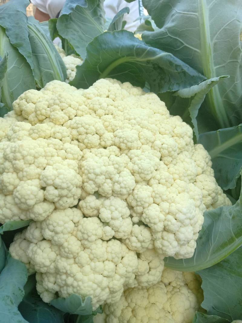 河北省故菜花已大量上市了