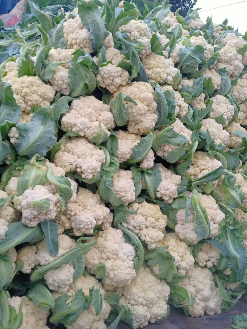 河北省故菜花已大量上市了