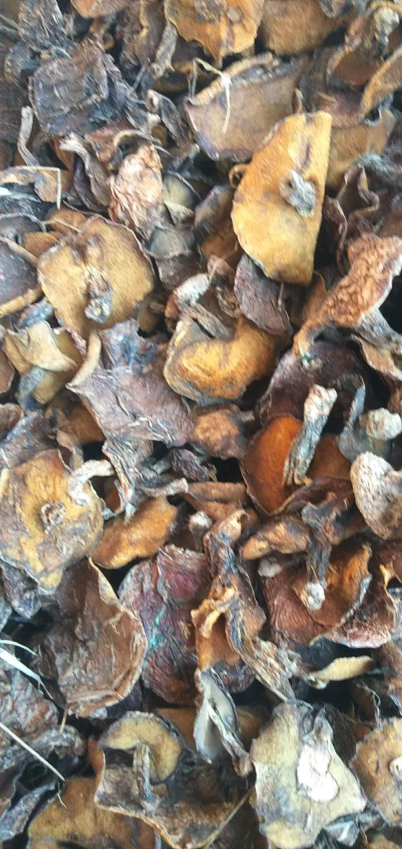 熬汉优质松蘑菇松娥蛾子产地直发