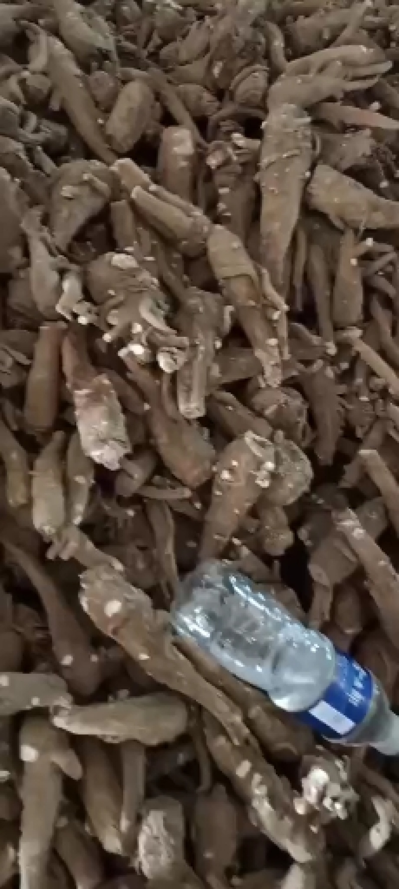 水洗，有硫小白芷干净无杂志