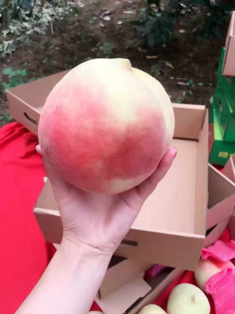 中华寿桃（世外桃源种植园）