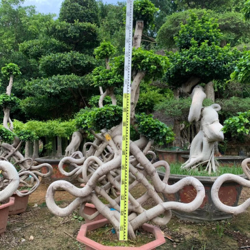福建嫁接造型中国节小叶榕大量提供小叶榕各种造型规格现货