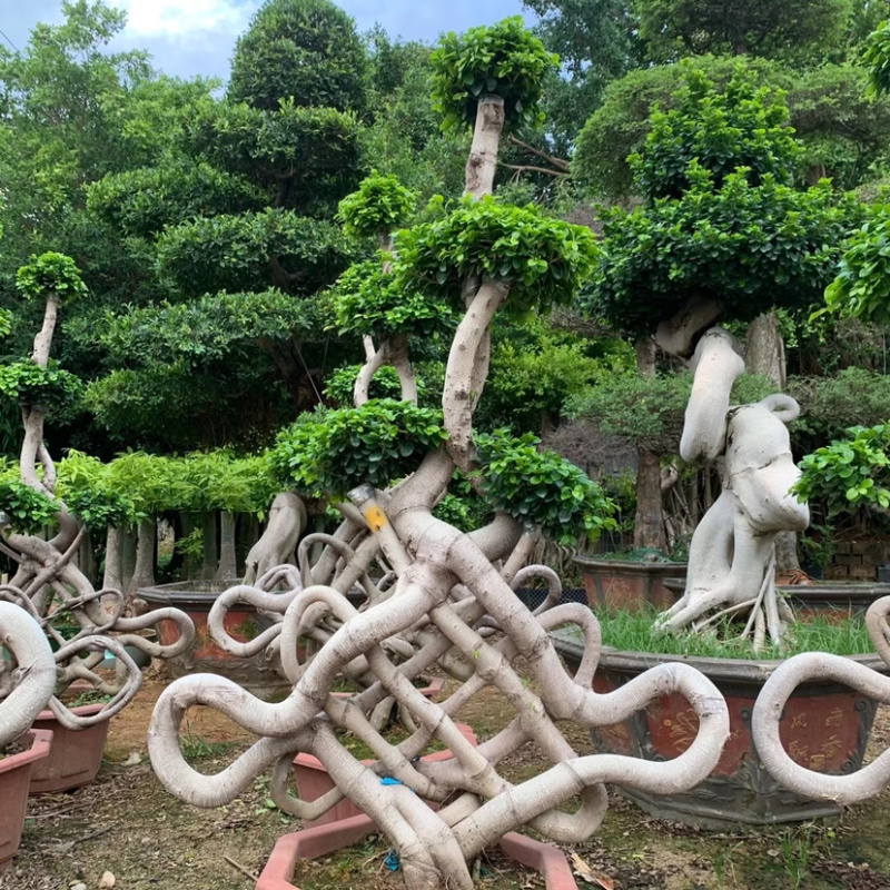 福建嫁接造型中国节小叶榕大量提供小叶榕各种造型规格现货