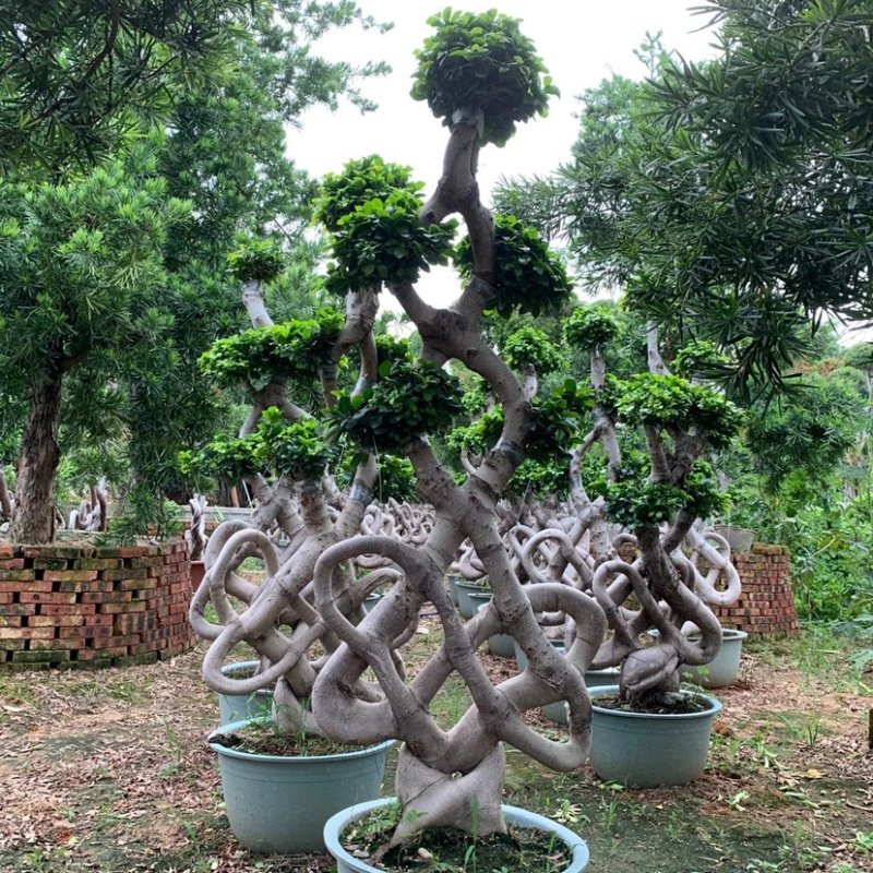 福建嫁接造型中国节小叶榕大量提供小叶榕各种造型规格现货