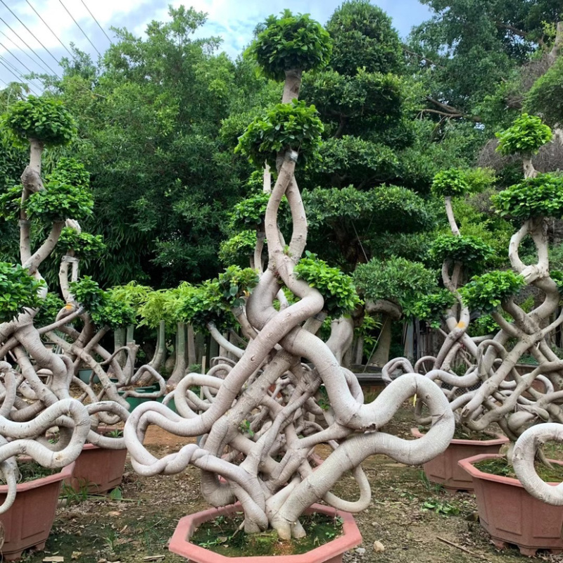 福建嫁接造型中国节小叶榕大量提供小叶榕各种造型规格现货