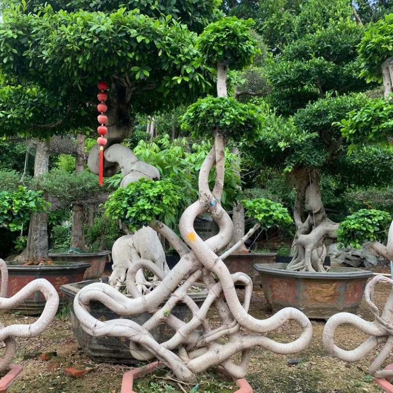 福建嫁接造型中国节小叶榕大量提供小叶榕各种造型规格现货