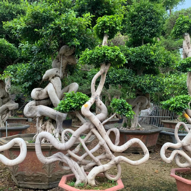 福建嫁接造型中国节小叶榕大量提供小叶榕各种造型规格现货