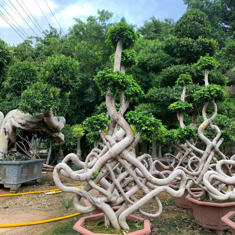福建嫁接造型中国节小叶榕大量提供小叶榕各种造型规格现货