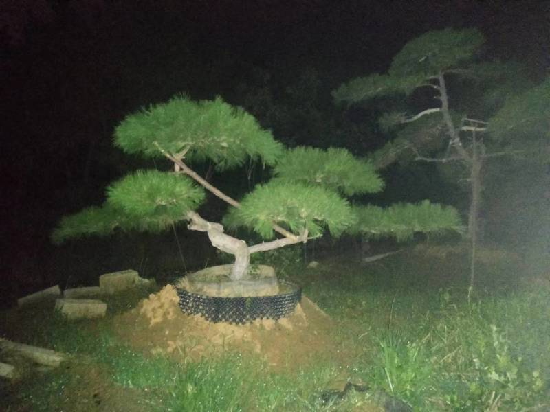 花卉盆景优雅大方的景观松