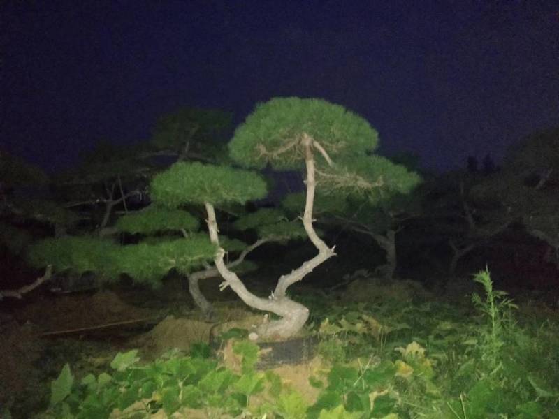 花卉盆景优雅大方的景观松