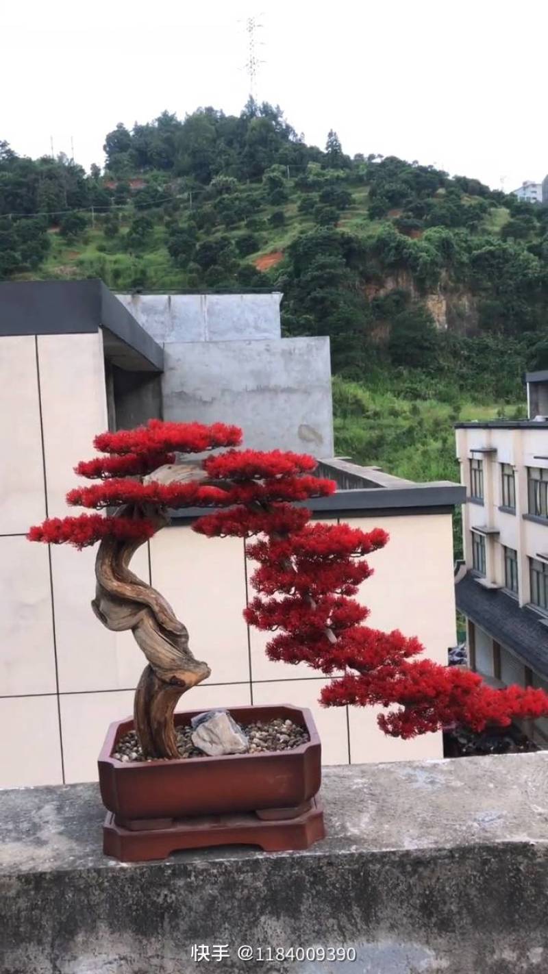 花卉盆景优雅大方的景观松