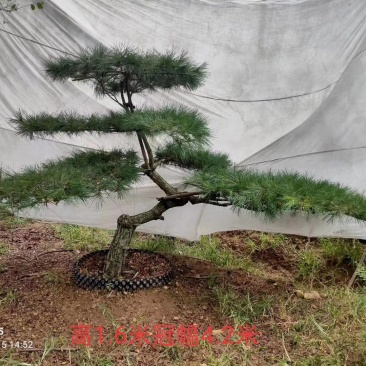 花卉盆景优雅大方的景观松