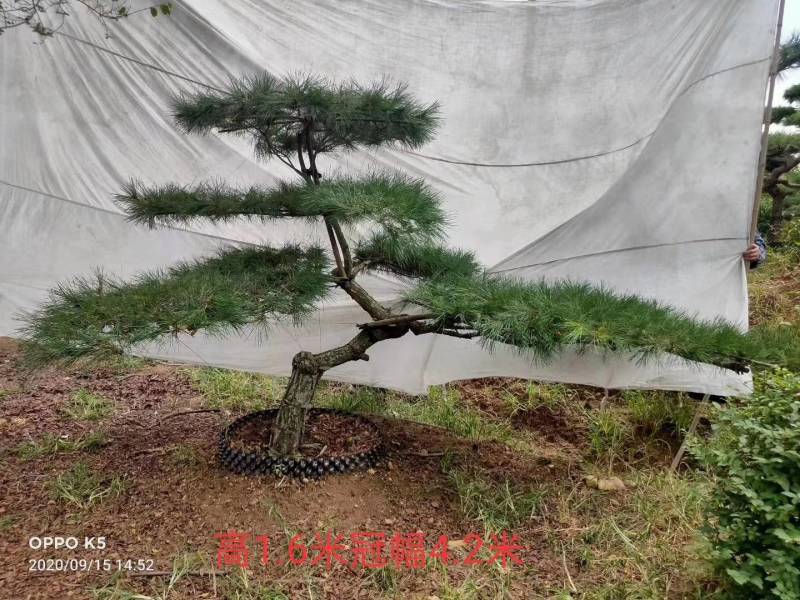 花卉盆景优雅大方的景观松