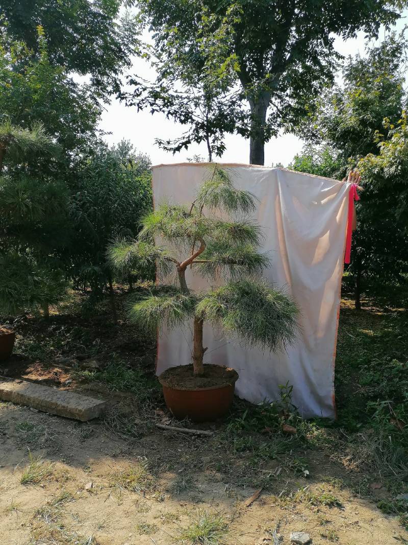 花卉盆景优雅大方的景观松