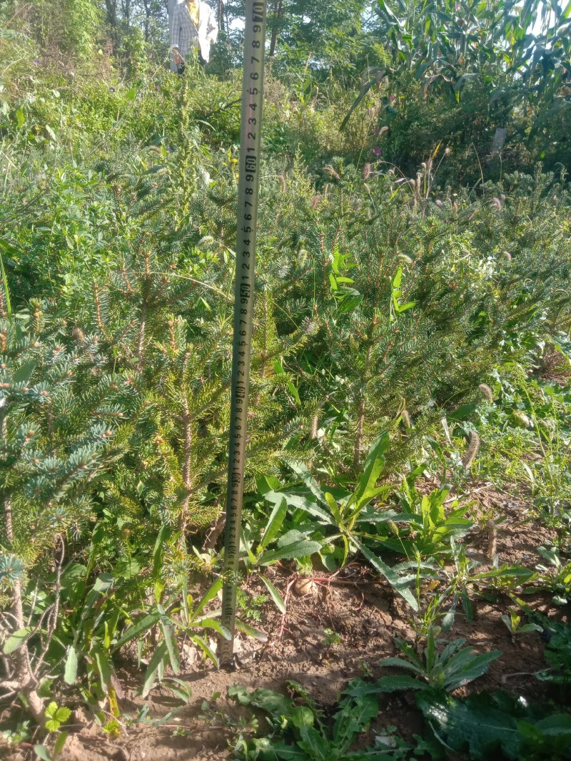 云杉杯苗规格齐全大小都有
