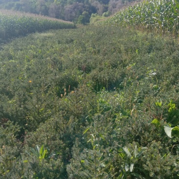 云杉杯苗规格齐全大小都有