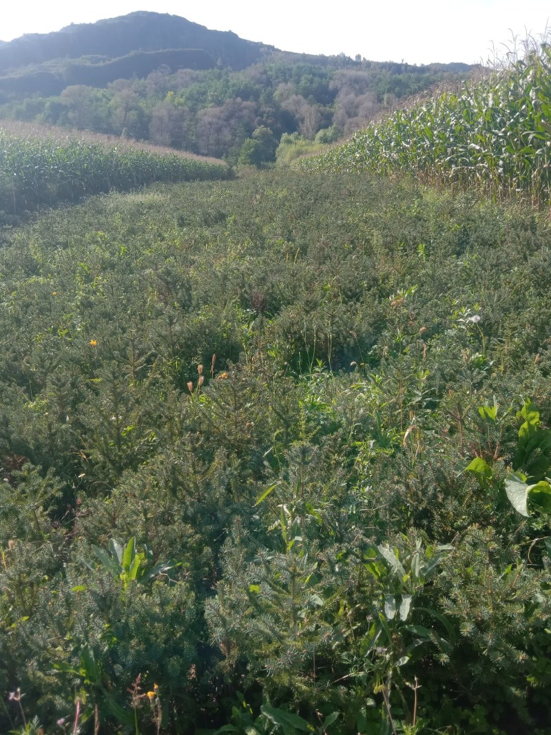 云杉杯苗规格齐全大小都有