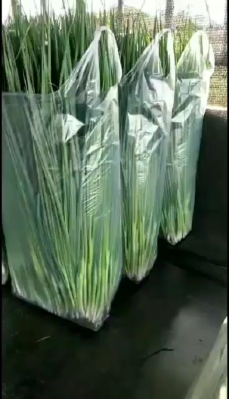 代理四季香葱！供货及时保质保量