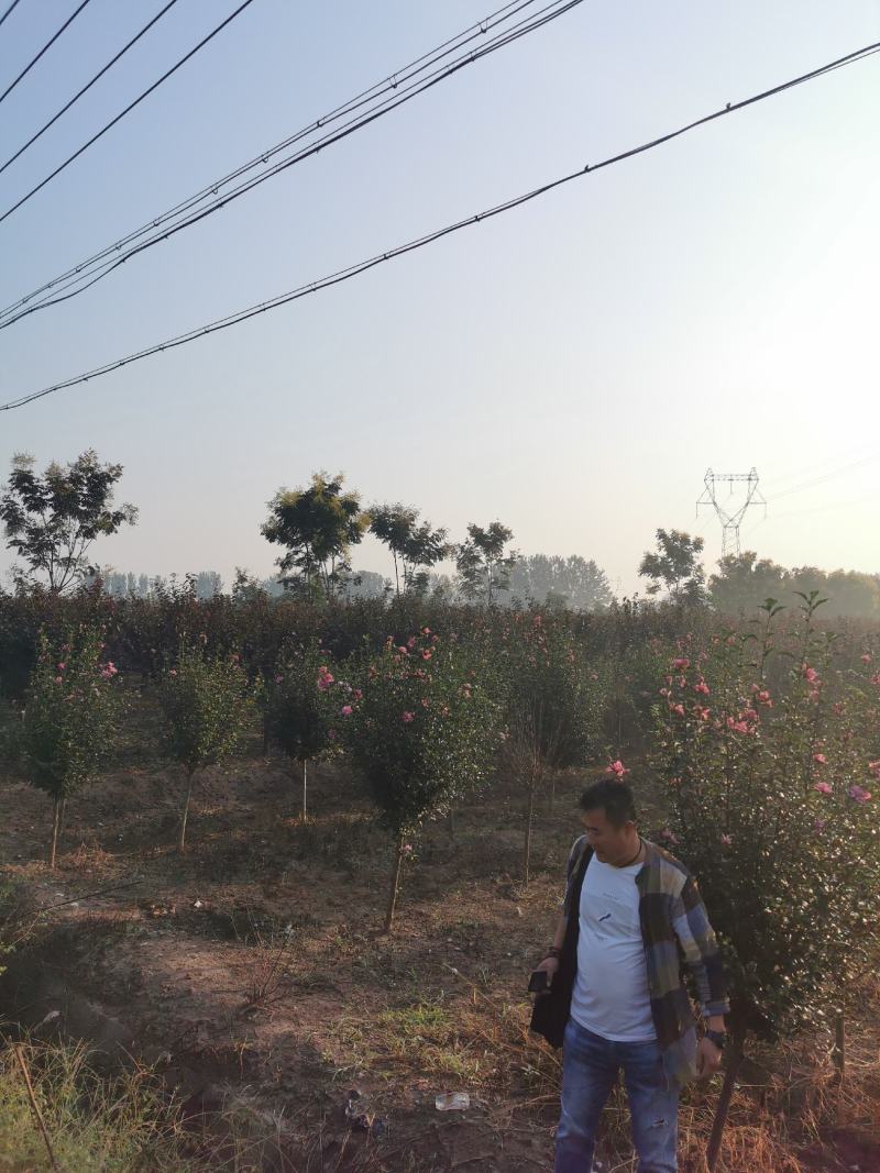 优质木槿，丛生木槿量大低价供应，木槿规格全面，全国直发