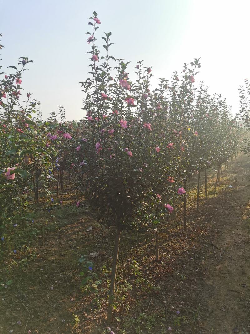优质木槿，丛生木槿量大低价供应，木槿规格全面，全国直发