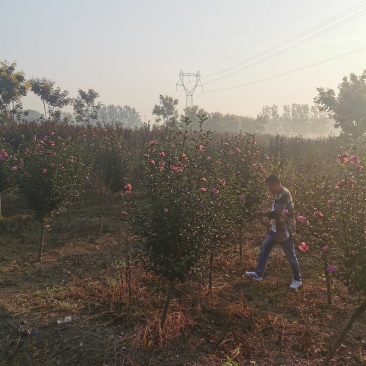 优质木槿，丛生木槿量大低价供应，木槿规格全面，全国直发