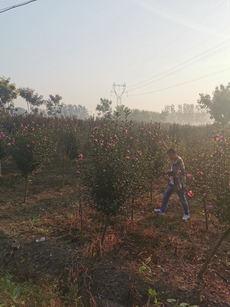 优质木槿，丛生木槿量大低价供应，木槿规格全面，全国直发