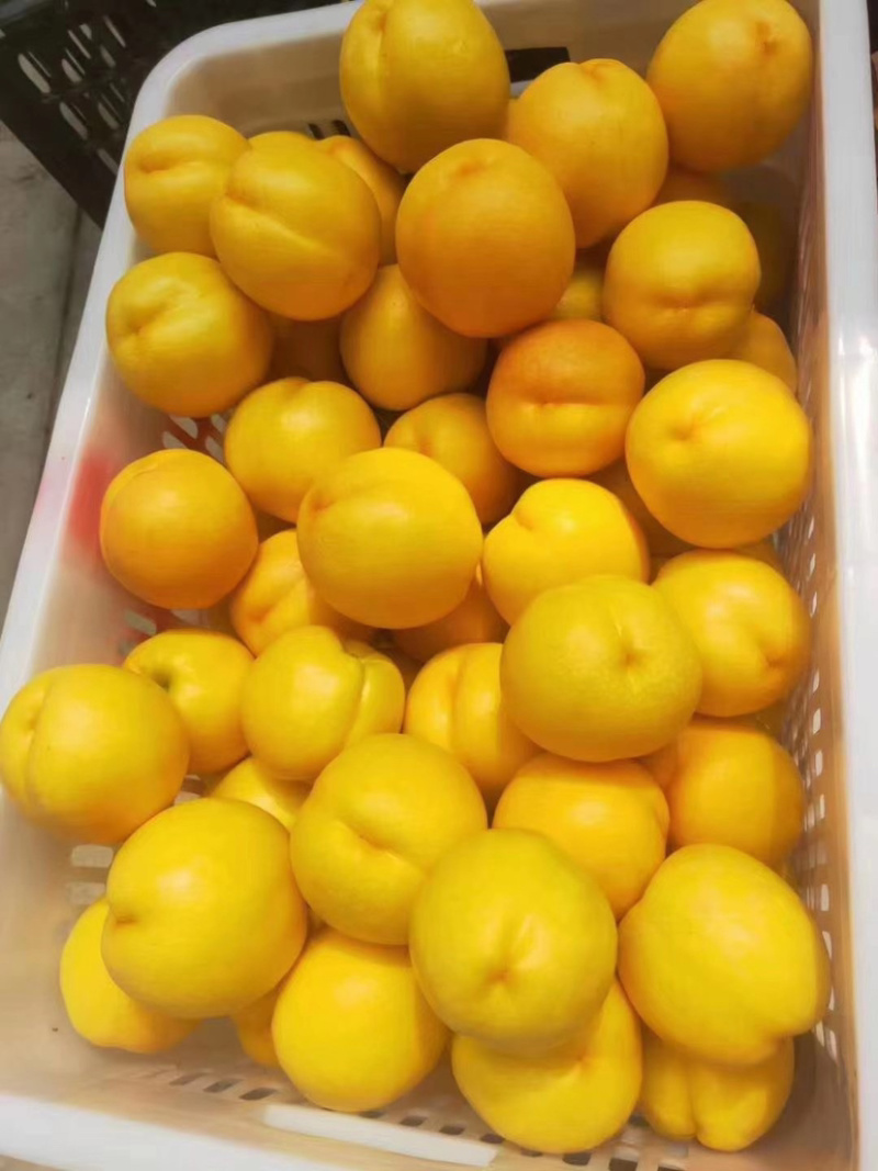 黄油桃新鲜黄油桃三两半四两半斤起