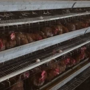 330日文昌老鸡，均重3.89斤！8.9成毛衣！价廉物美