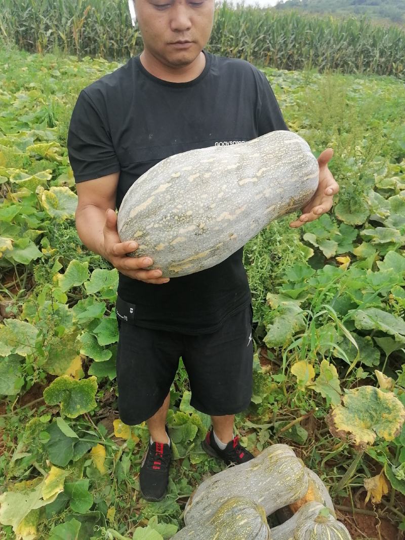 云南高山铁头，辣椒，各种蔬菜代办，质量保证，