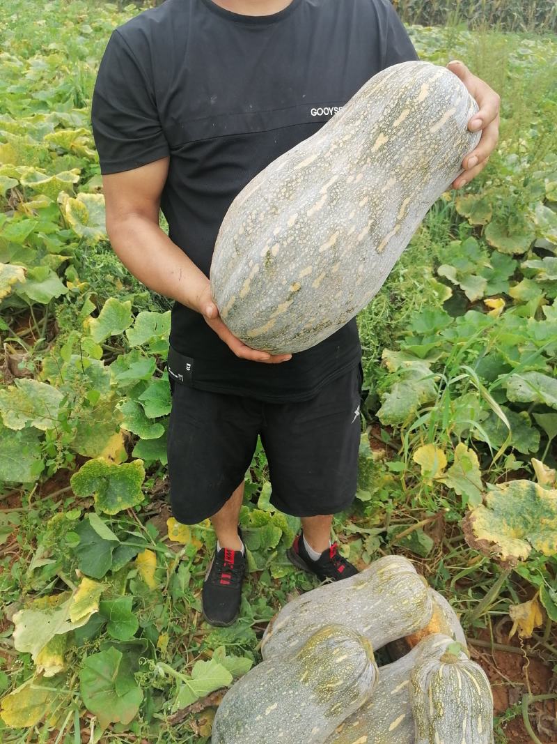 云南高山铁头，辣椒，各种蔬菜代办，质量保证，