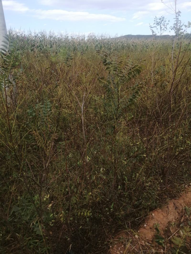 文冠果杯苗裸根苗出售预订