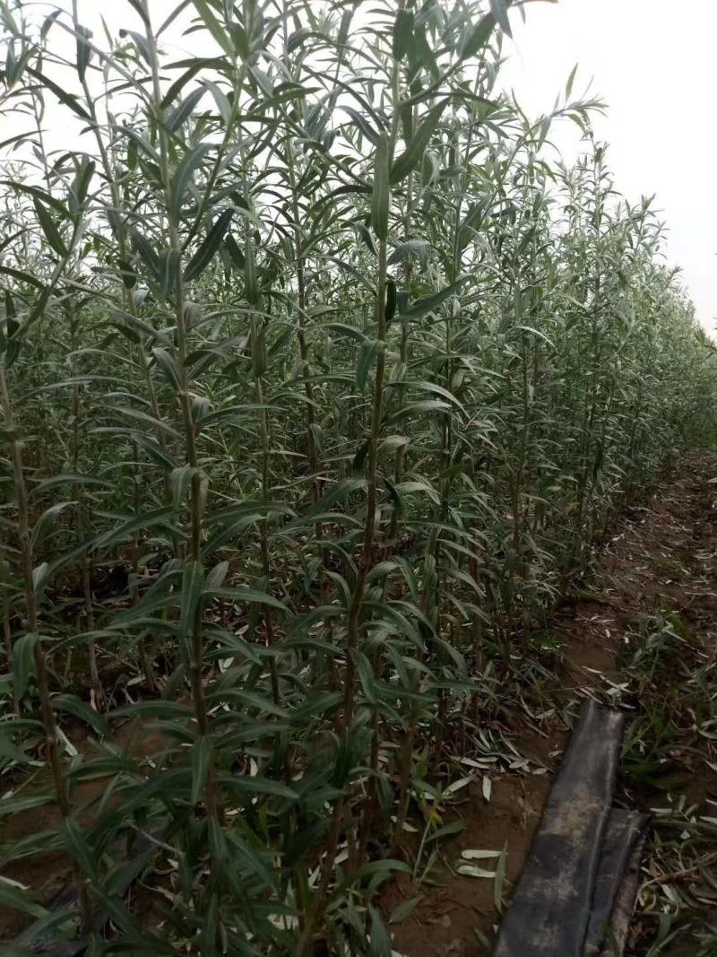 大果沙棘深秋红苗预订出售