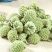 西藏野生绿萝花绿萝花茶品正绿箩绿罗花茶叶花草茶