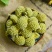 西藏野生绿萝花绿萝花茶品正绿箩绿罗花茶叶花草茶