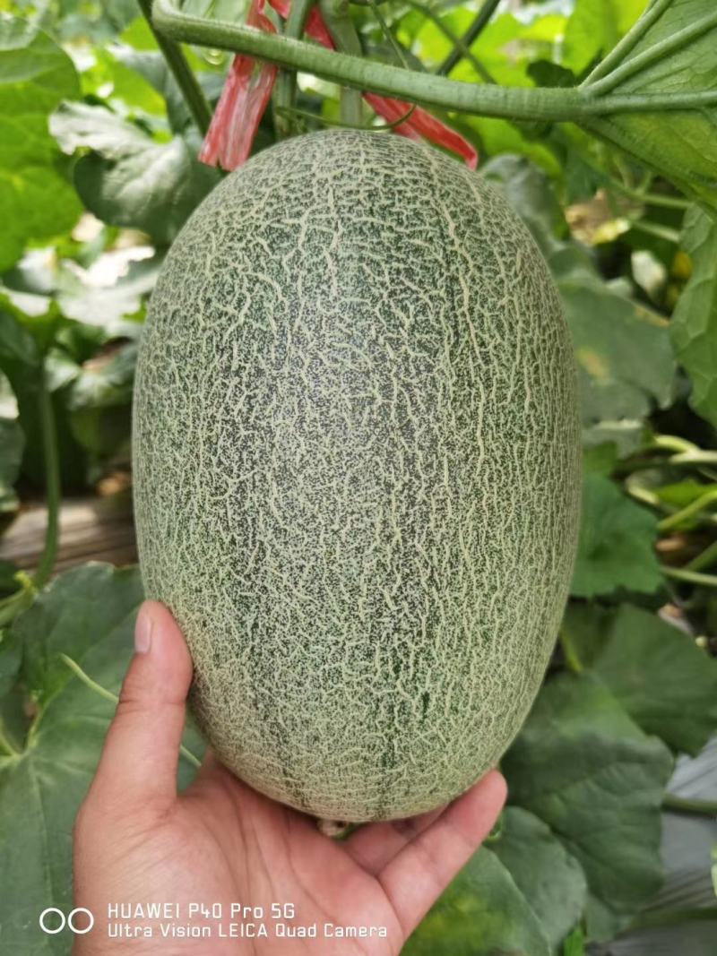 产地大量供应西州蜜瓜网纹瓜！