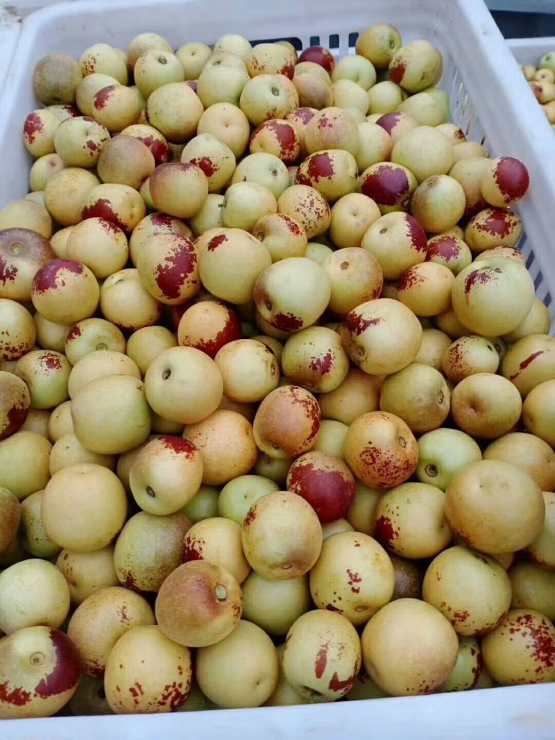 精品冬枣，又脆又甜。