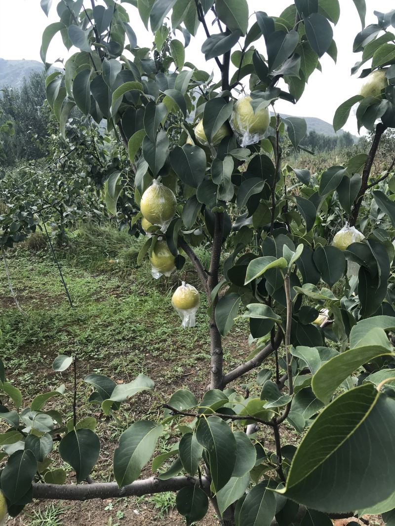 遵化山坡雪花梨产地直销