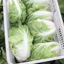 夏阳白菜/货源充足/质量保证/量大从优/产地供应