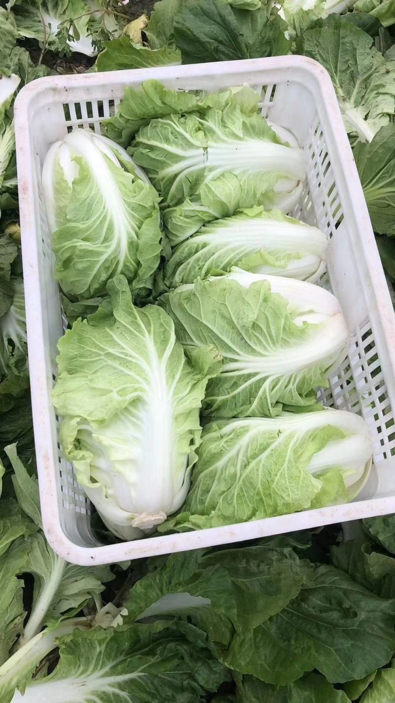 夏阳白菜/货源充足/质量保证/量大从优/产地供应